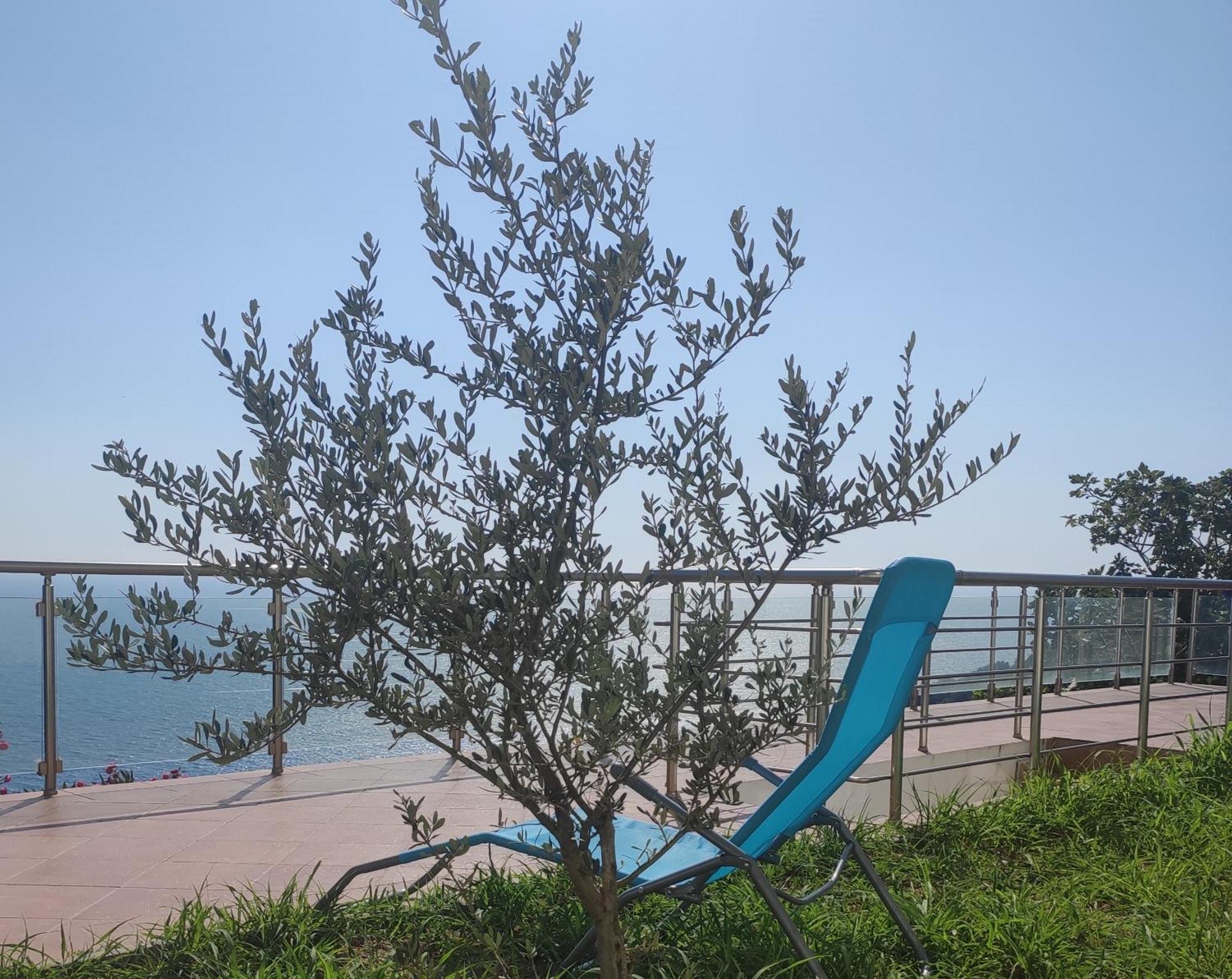 Apartment Oliva Ulcinj Buitenkant foto